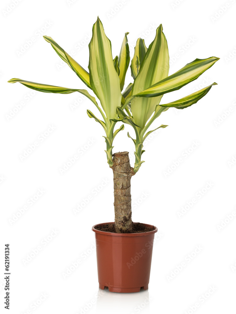 Naklejka premium Home plant Dracaena Massangeana on white background