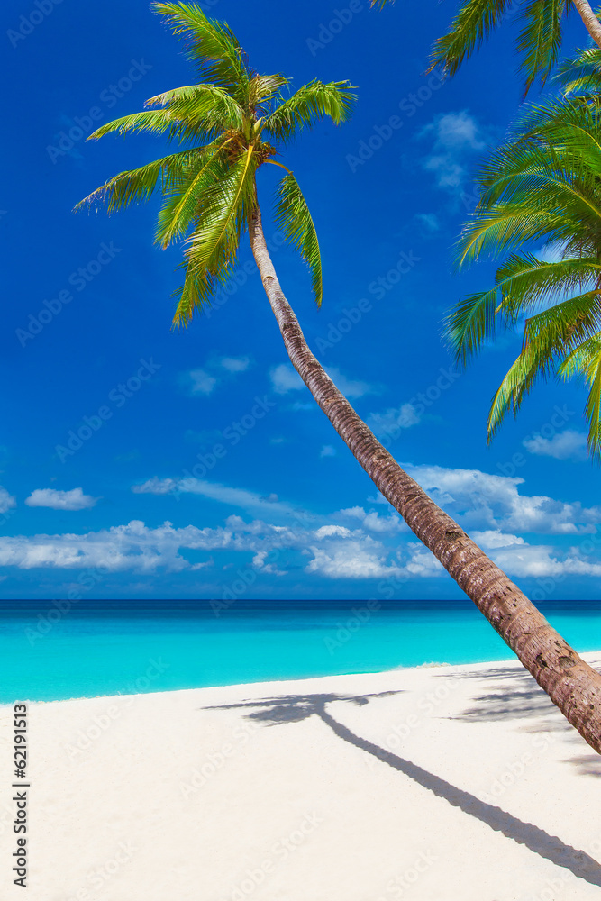 tropical sand beach with palm trees, summer vacation vertical ph Stock ...