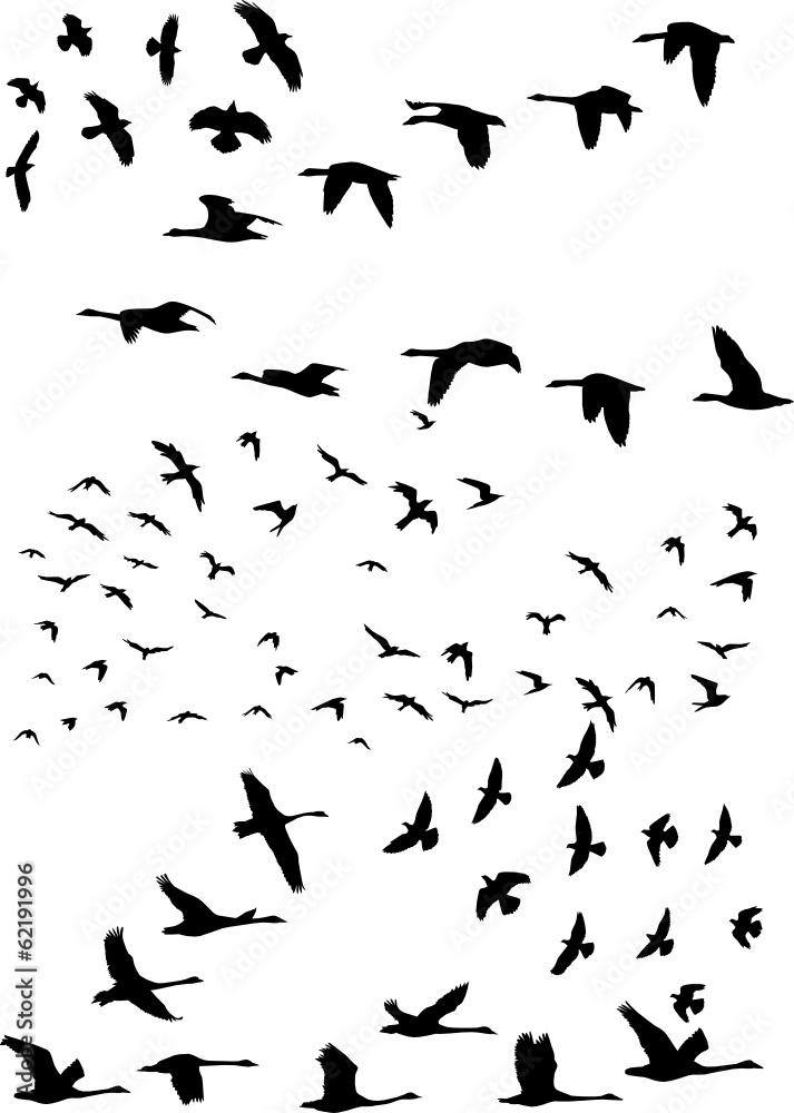 Birds in flight Birds in flight