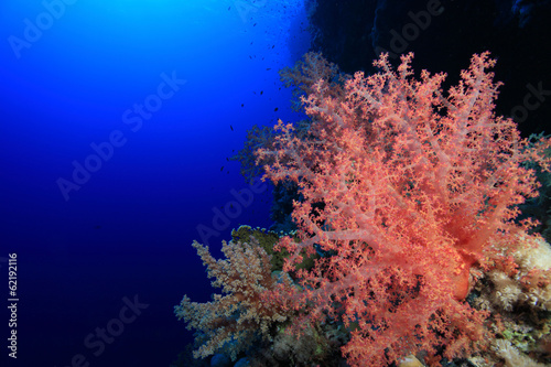 Soft coral in the tropical reef of the red sea