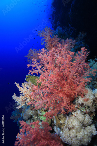 Soft coral in the tropical reef of the red sea