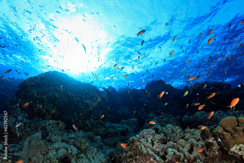 Coral reef and colorful fish in the red sea