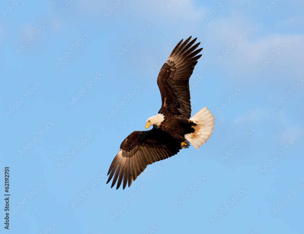 Obraz premium Bald Eagle in Flight. Alaska