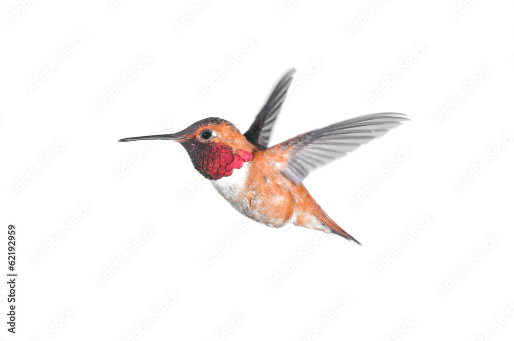 Fototapeta premium Rufous Hummingbird - Male.hite Background