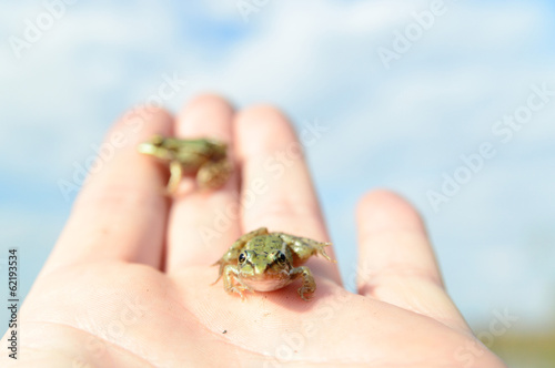 frog © TSpider