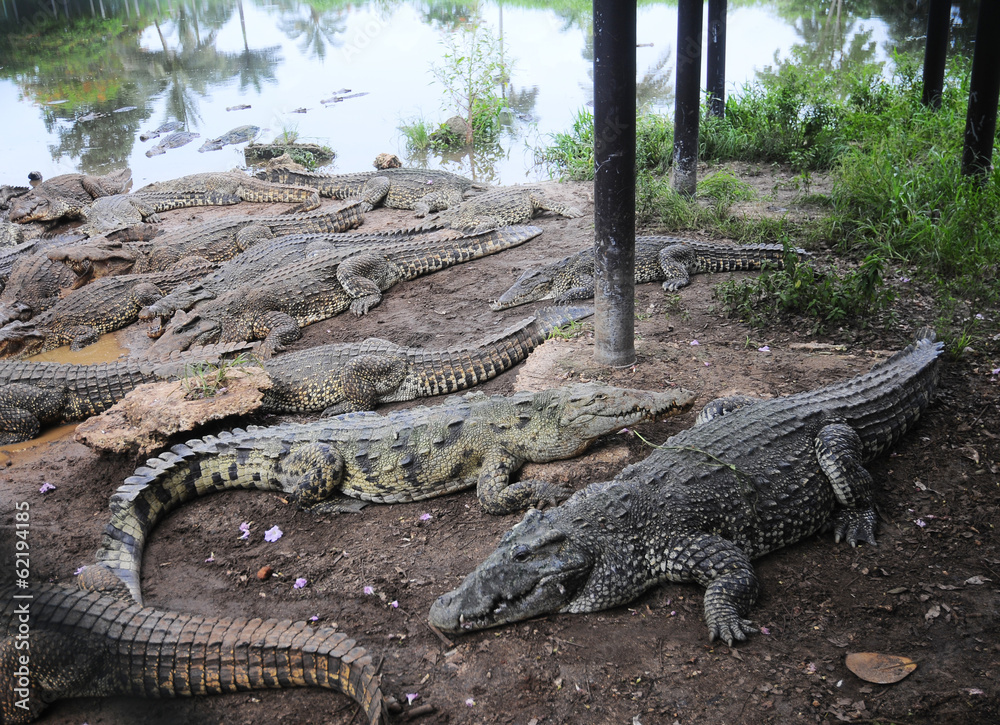 Obraz premium Cuban crocodile farm