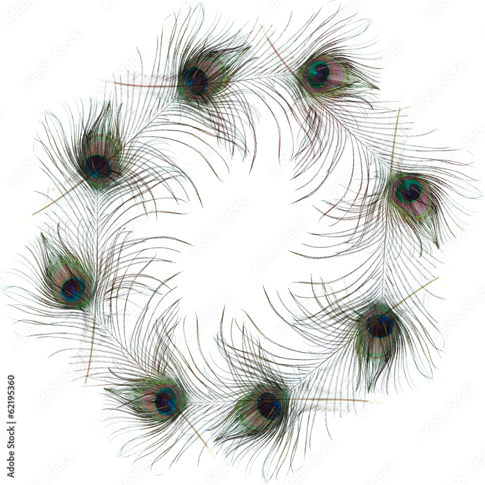 Obraz premium peacock feather frame isolated