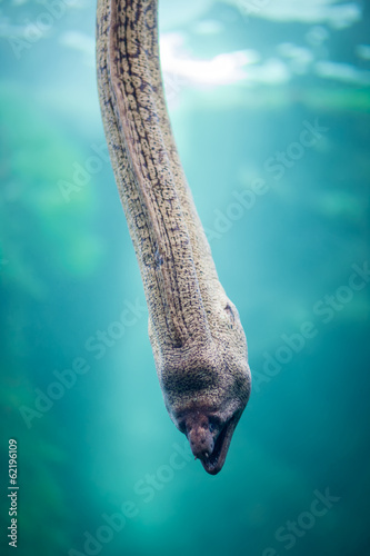 Moray eel