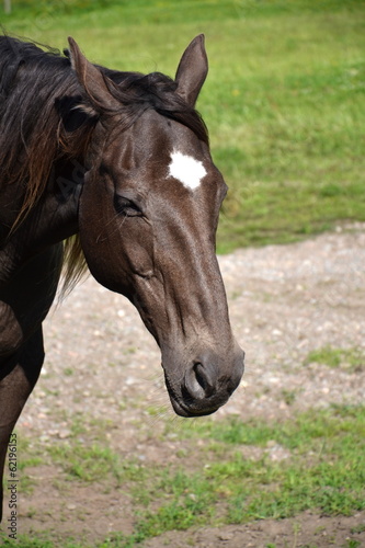 Horse © josefkubes