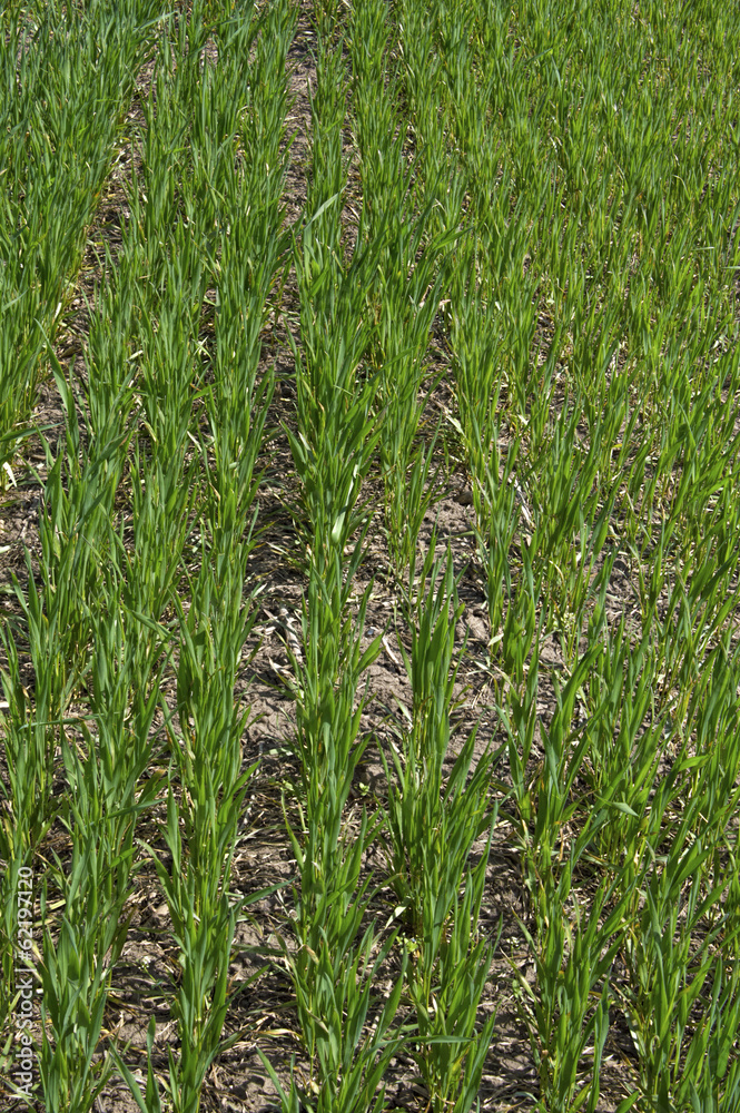 Obraz premium Green wheat field.