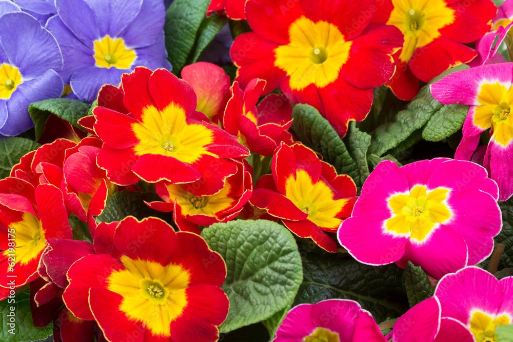 Obraz premium Primula Acaulis