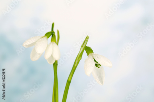 Beautiful snowdrops, on winter background