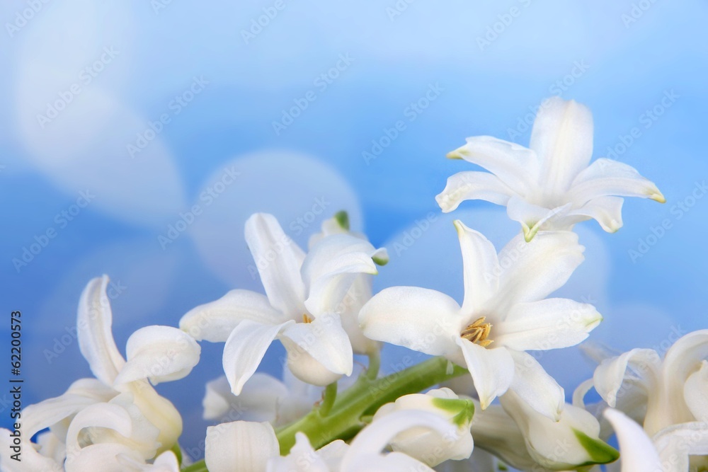 Obraz premium White hyacinth on bright background