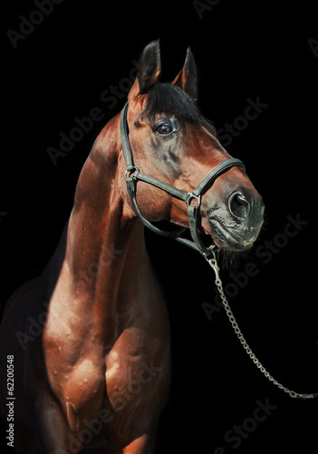 portrait of beautiful sportive  stallion at black background © anakondasp