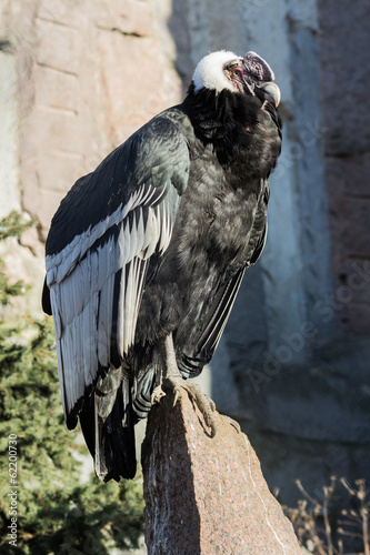 Andean Condor sitting on a rock