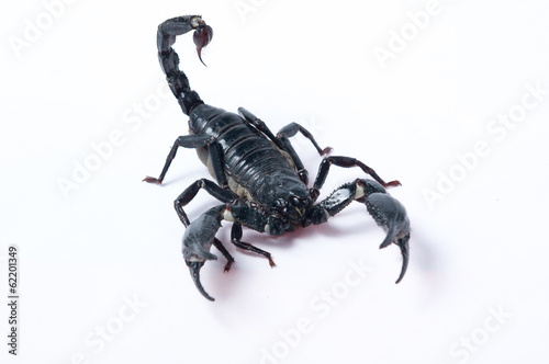 Asian Forest Scorpion - Heterometrus spinifer