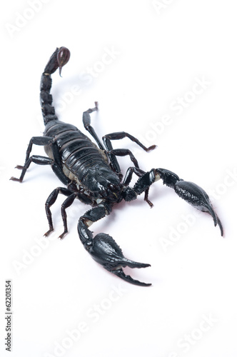 Asian Forest Scorpion - Heterometrus spinifer