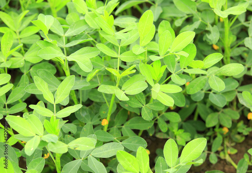 peanuts crops