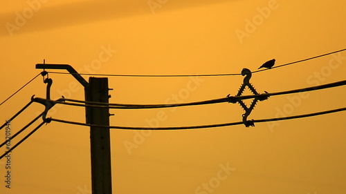 Birds Sitting On Power Lines