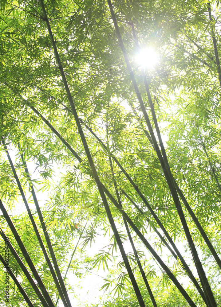 bamboo trees