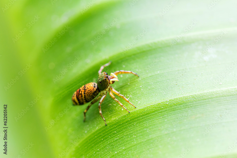Fototapeta premium Spider on green line