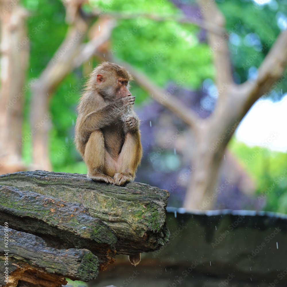Young monkey sitting on tree trunk
