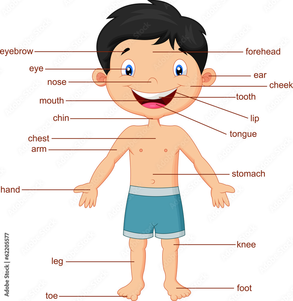 Naklejka premium Illustration of vocabulary part of body