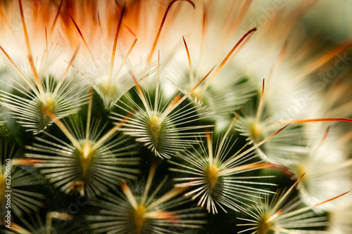 Cactus Thorn Extreme Close up III