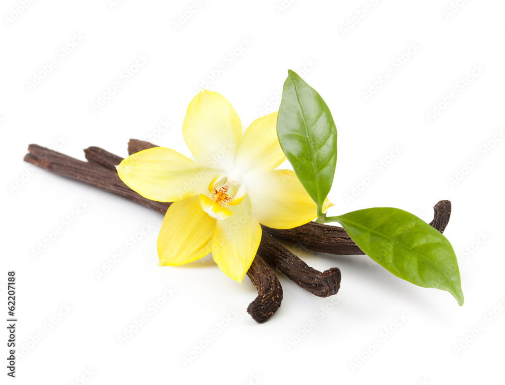 Vanilla pods and orchid flower isolated on white background - obrazy, fototapety, plakaty 