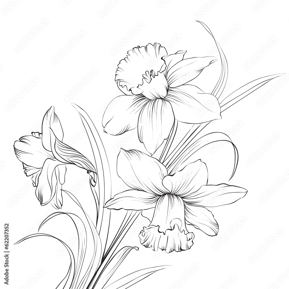 Daffodil flower or narcissus isolated on white. Daffodil flower or narcissus isolated on white.