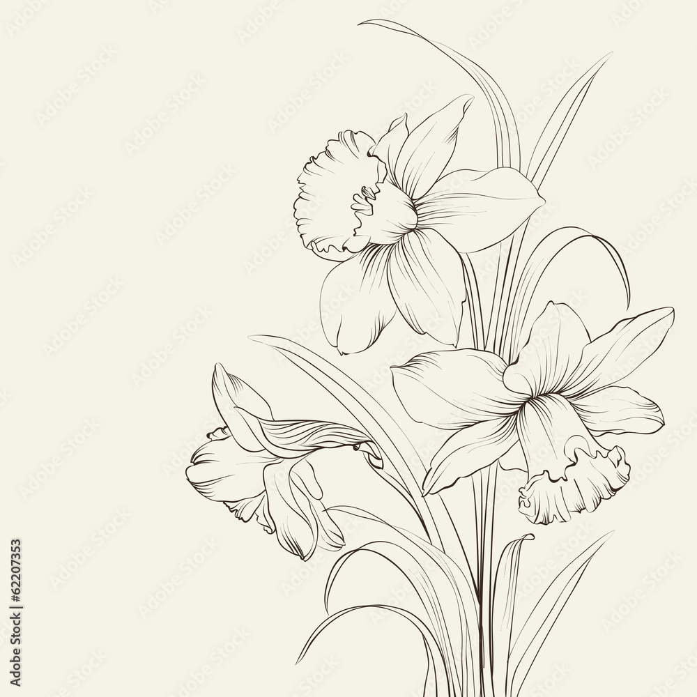 tied narcissus flowers isolated on white background