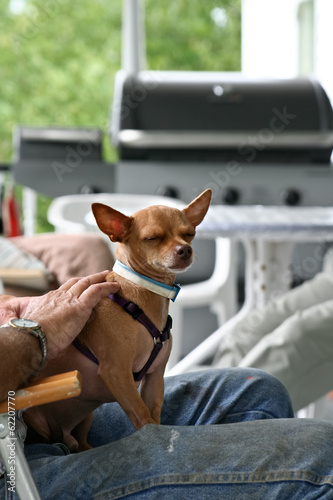 little dog sitting on the man's lap © evasilchenko