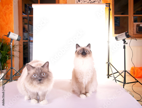 Fotoaufnahmen mit Katzen photo