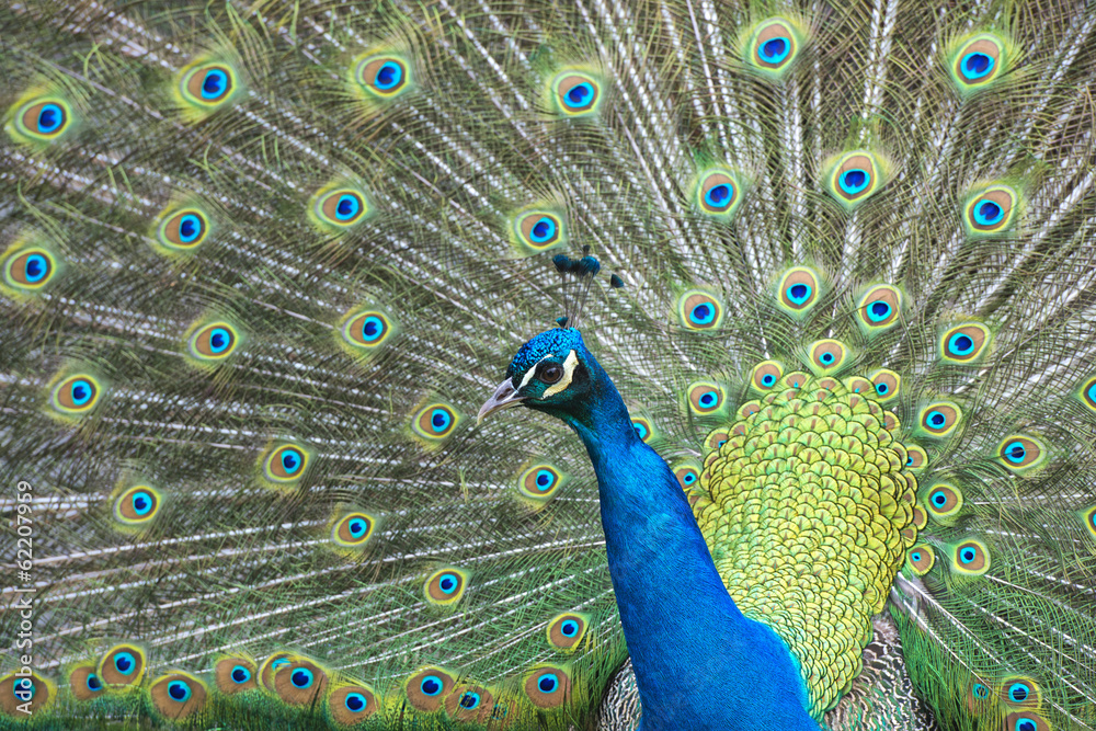 Fototapeta premium peacock bird wonderful feather open wheel portrait