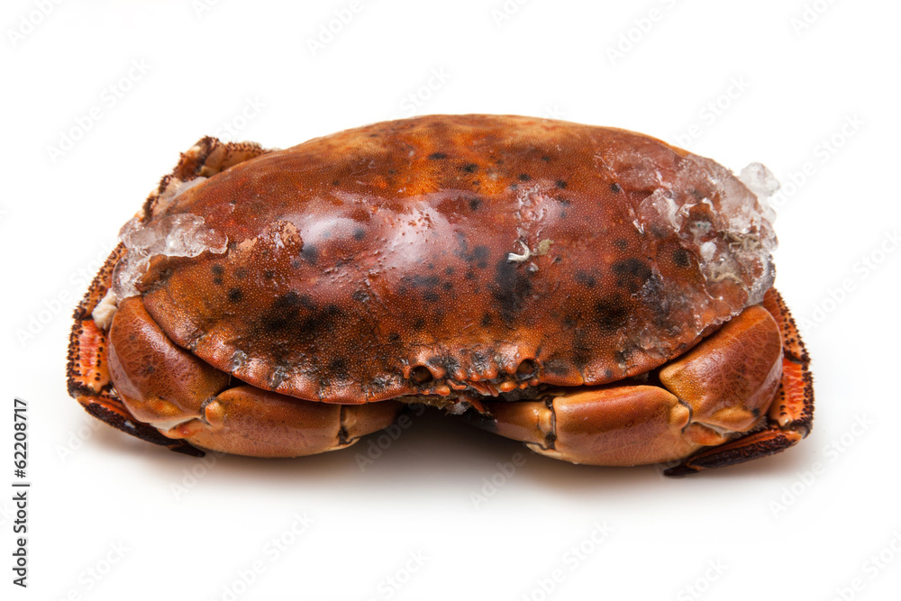 Cooked brown crab isolated on a white studio background. Cooked brown crab isolated on a white studio background.