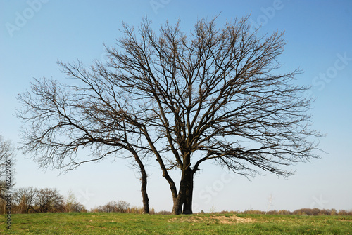 Bare tree in early spring.