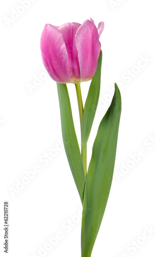Fototapeta Naklejka Na Ścianę i Meble -  single pink tulip isolated on white