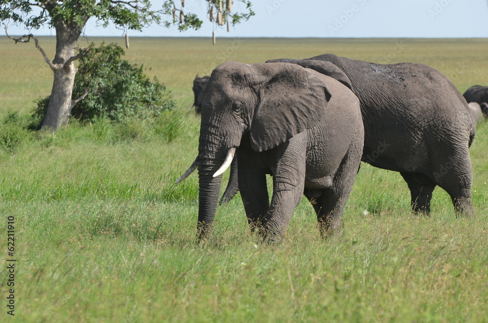 Obraz premium 2 frères