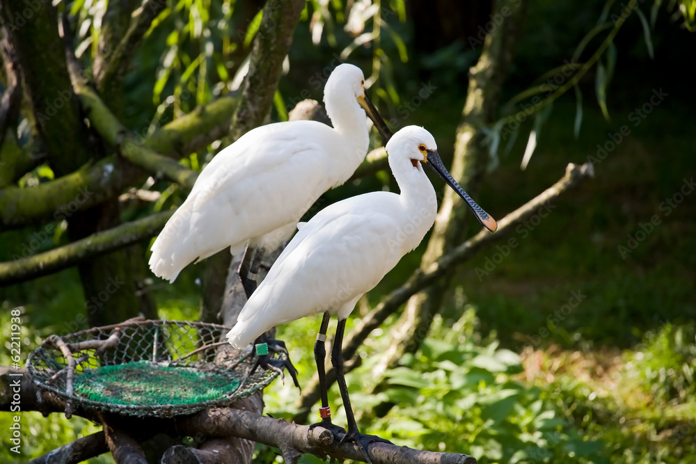 Fototapeta premium Eurasian spoonbill