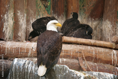 Slika na platnu Bald eagle