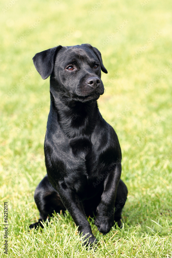 Portrait of Patterdale Terrier in a garden Portrait of Patterdale Terrier in a garden
