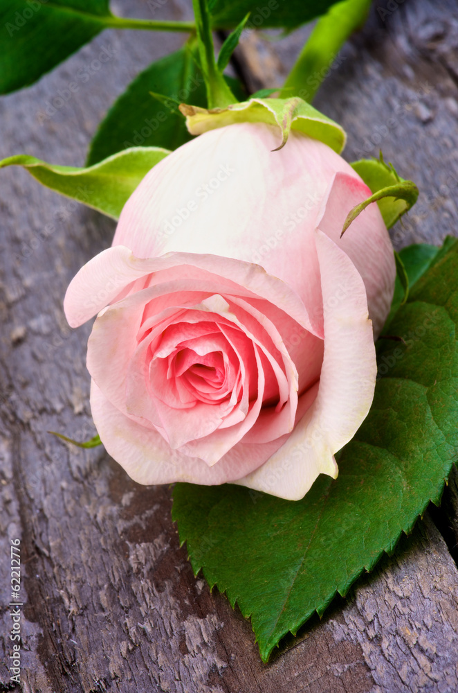 Pink Rose
