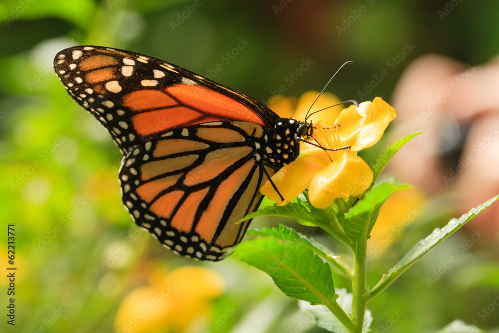 Close up Butterfly on yellow flower.