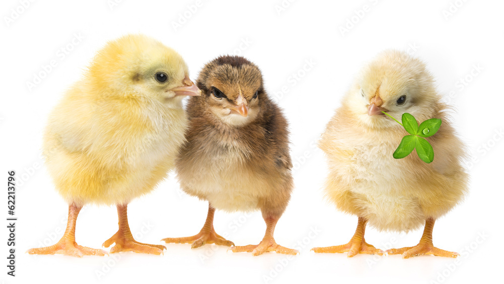 three chickens isolated on a white background
