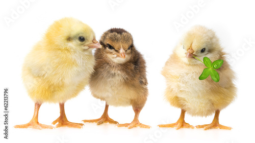 three chickens isolated on a white background
