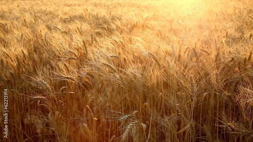 Wheat field