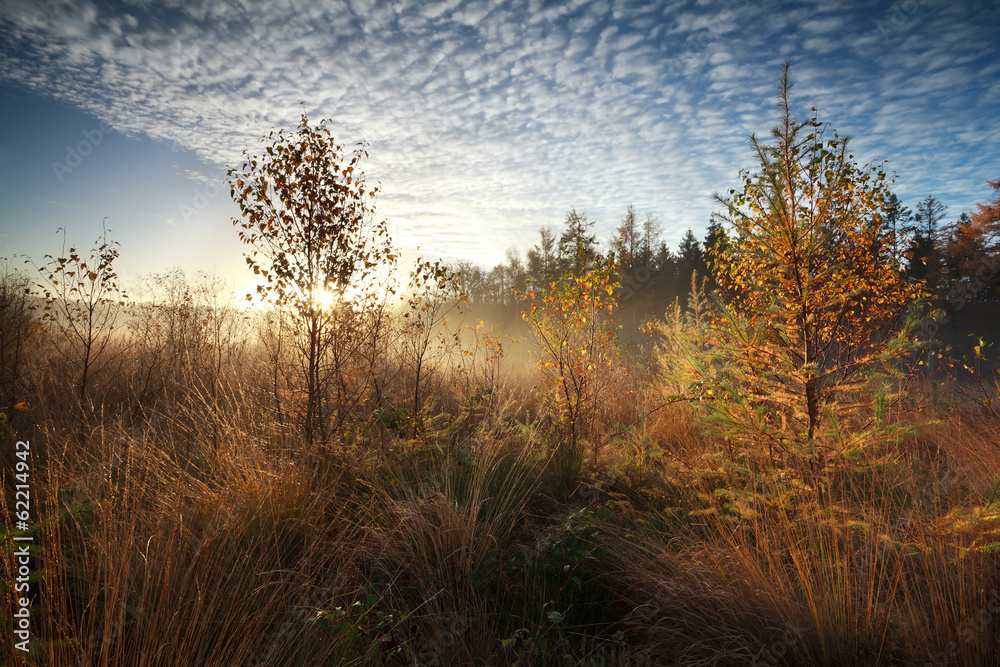Fototapeta premium gold morning sunshine over misty marsh with trees