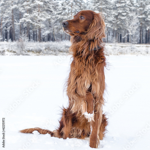 Obraz na płótnie Setter in the snow.