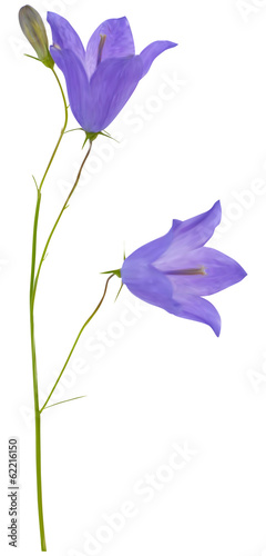 two blue campanula flowers and bud