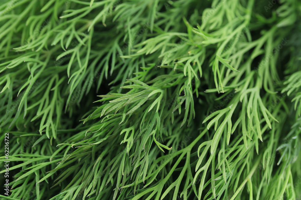 Background of fresh dill